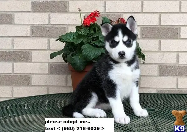 Siberian Husky puppy for sale