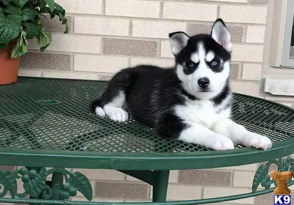 Siberian Husky puppy for sale