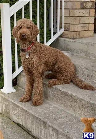 Goldendoodles female dog