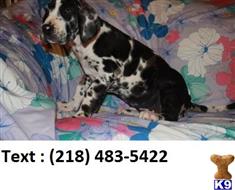 great dane puppies for sale in ma great dane puppies for sale in massachusetts great dane puppies for sale in ma great dane puppies for sale in massachusetts