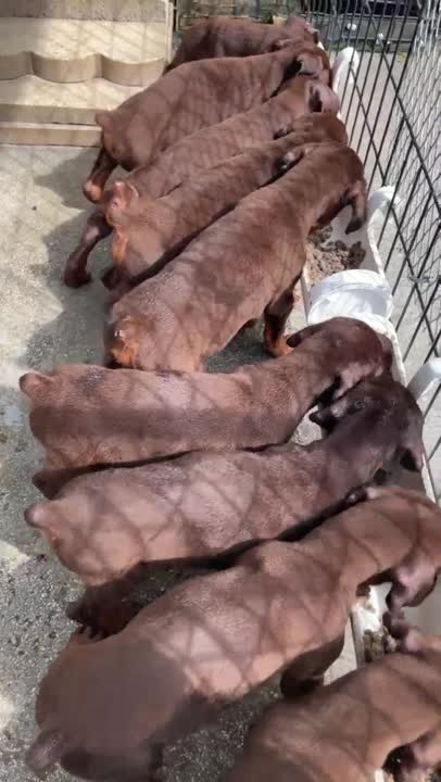 Doberman Pinscher puppy for sale: Error: Operation returned an invalid status code BadRequest<br/>Stack Trace:    at Microsoft.Azure.CognitiveServices.Vision.ComputerVision.ComputerVisionClient.<DescribeImageInStreamWithHttpMessagesAsync>d__41.MoveNext()
--- End of stack trace from previous location where exception was thrown ---
   at System.Runtime.ExceptionServices.ExceptionDispatchInfo.Throw()
   at System.Runtime.CompilerServices.TaskAwaiter.HandleNonSuccessAndD