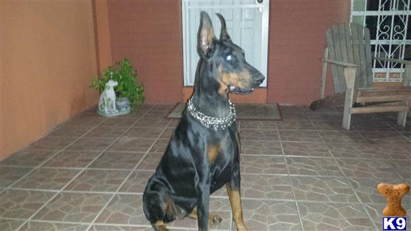 doberman pinscher puppy posted by pendiente