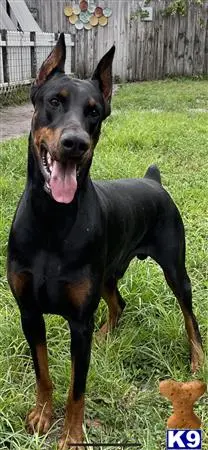 Doberman Pinscher