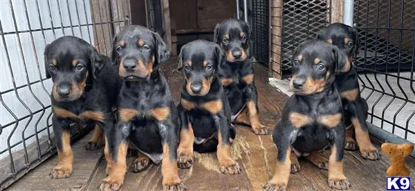 Doberman Pinscher puppy for sale