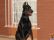 doberman pinscher puppy posted by pendiente