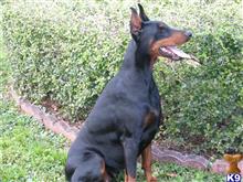 doberman pinscher puppy posted by pendiente