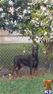 doberman pinscher puppy posted by pendiente