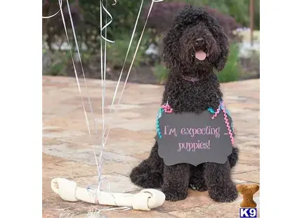 Labradoodle