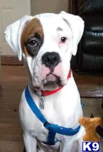 Boxer stud dog: a boxer dog wearing a harness
