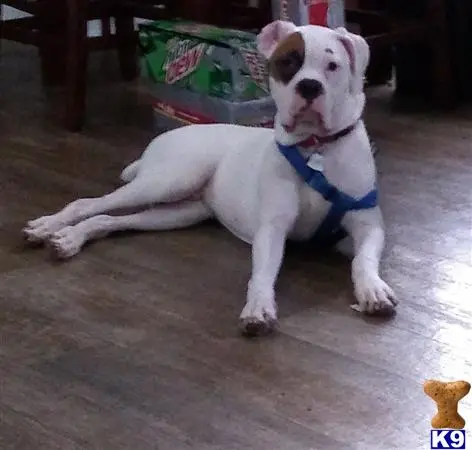 Boxer stud dog: a boxer dog lying on the ground