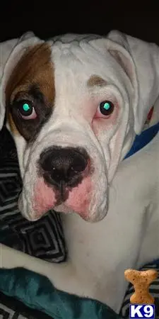 Boxer stud dog: a boxer dog lying on a bed