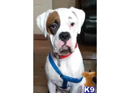 Boxer stud dog: a boxer dog wearing a harness