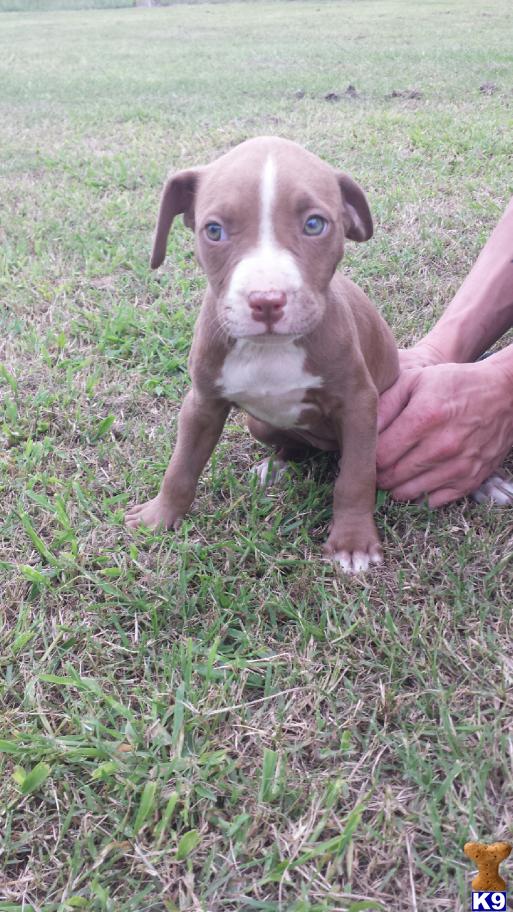 American Pit Bull