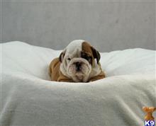 english bulldog puppy posted by pennyrude70