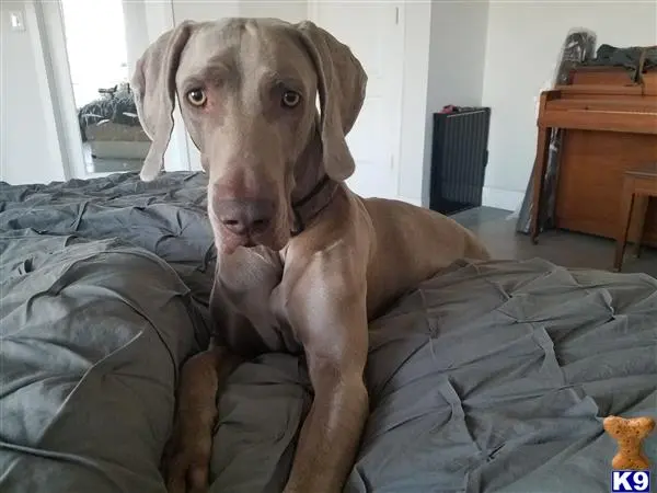 Weimaraner stud dog