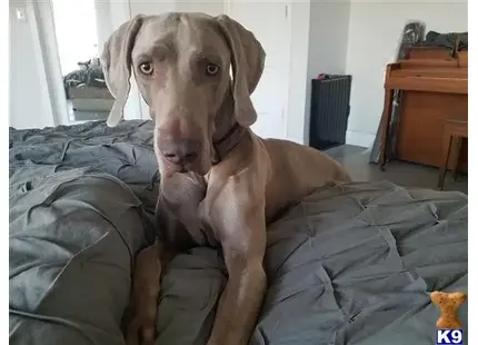 Weimaraner