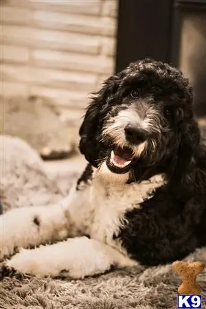 Labradoodle stud dog