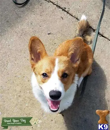 Pembroke Welsh Corgi stud dog