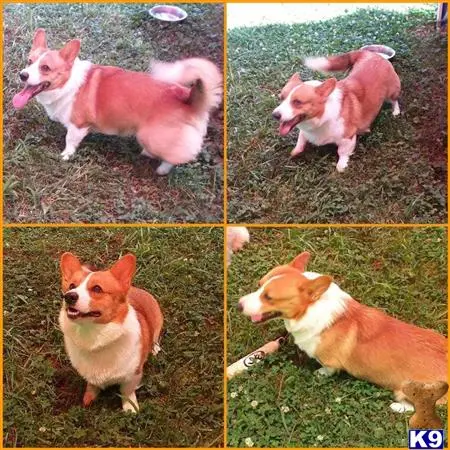 Pembroke Welsh Corgi stud dog