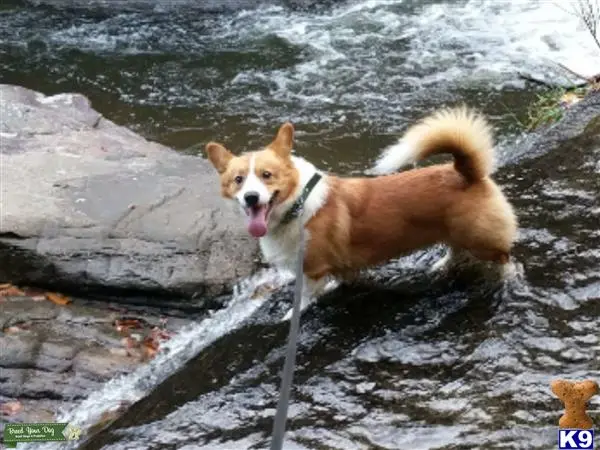 Pembroke Welsh Corgi stud dog