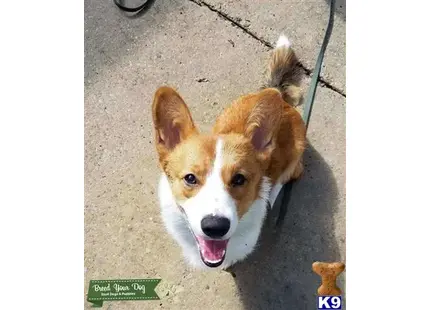 Pembroke Welsh Corgi