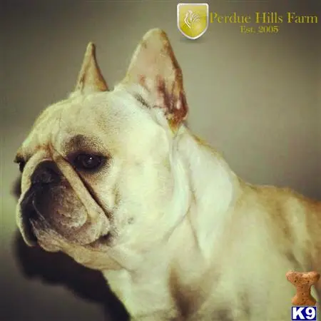 French Bulldog stud dog: a french bulldog dog with a sad face