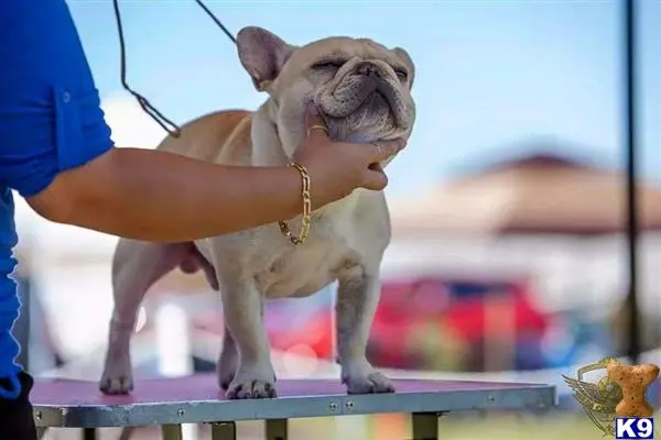 French Bulldog stud dog: a small french bulldog dog on a table