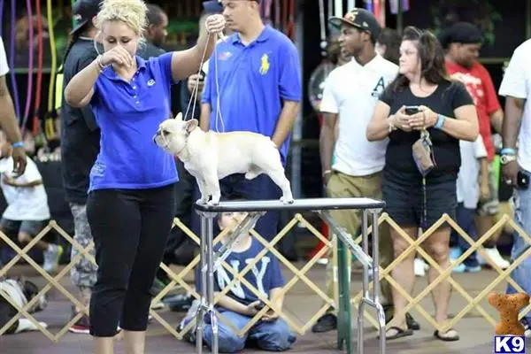 French Bulldog stud dog: a woman holding a french bulldog dog