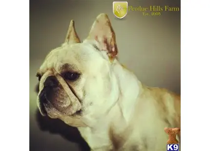 French Bulldog stud dog: a french bulldog dog with a sad face