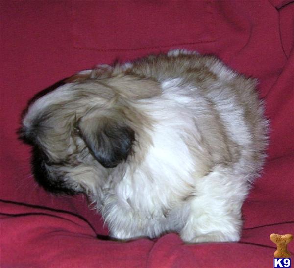 akc pekingese puppies for sale pekingese puppy for sale akc pekingese 4 years akc pekingese puppies for sale pekingese puppy for sale akc pekingese 4 years