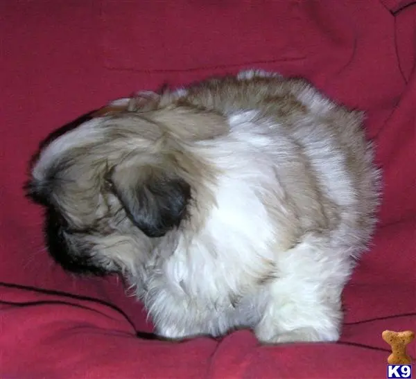 Pekingese puppy for sale