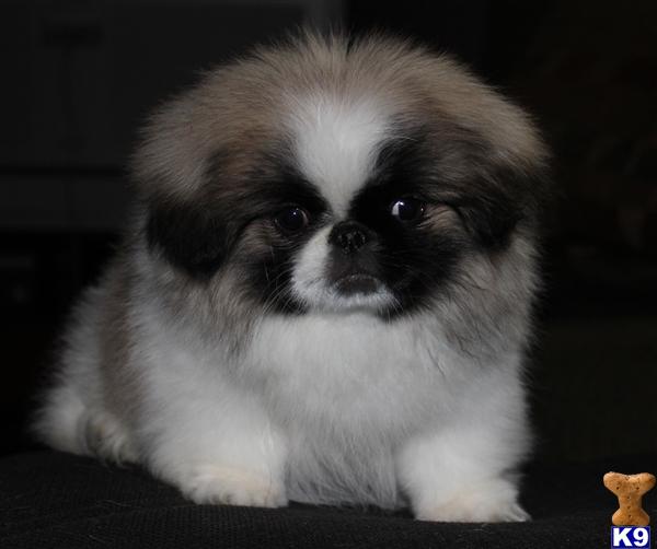 Pekingese