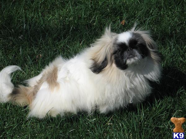 Pekingese