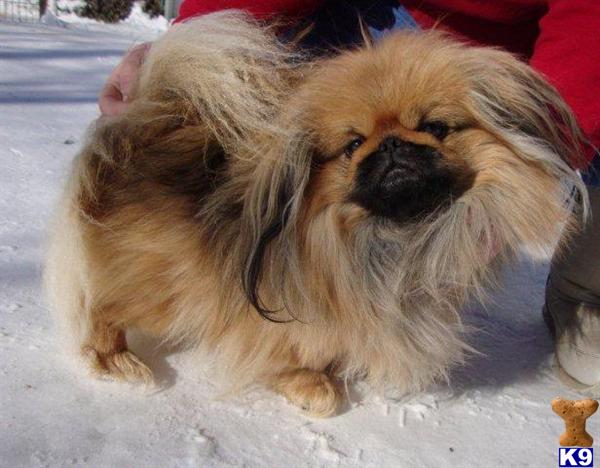 Pekingese