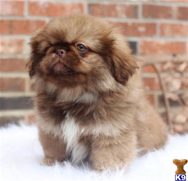 Pekingese