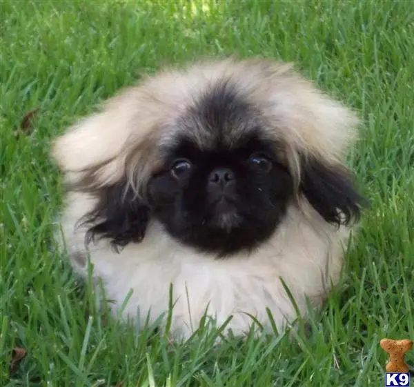 Pekingese