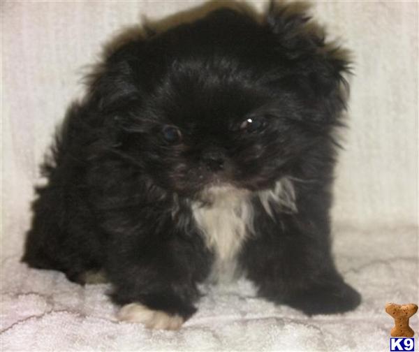 poodle puppy posted by perfectpekskennel