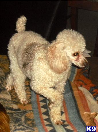 Poodle