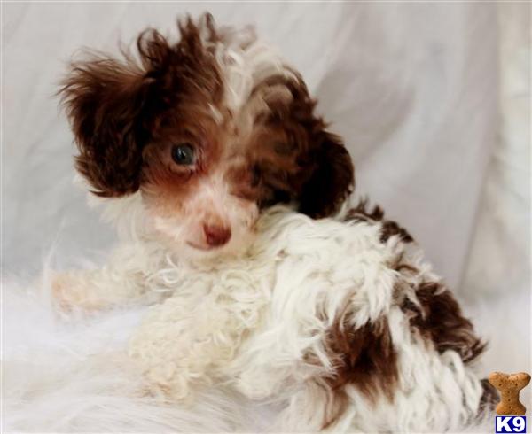 poodle puppy posted by perfectpekskennel