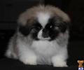 pekingese puppy posted by perfectpekskennel