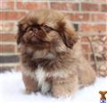 pekingese puppy posted by perfectpekskennel