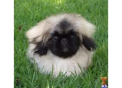 Pekingese