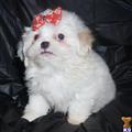 pekingese puppy posted by perfectpekskennel