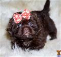 pekingese puppy posted by perfectpekskennel