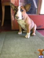 bull terrier puppy posted by perl702