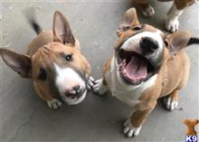 bull terrier puppy posted by perl702