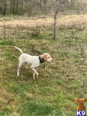 Pointer stud dog