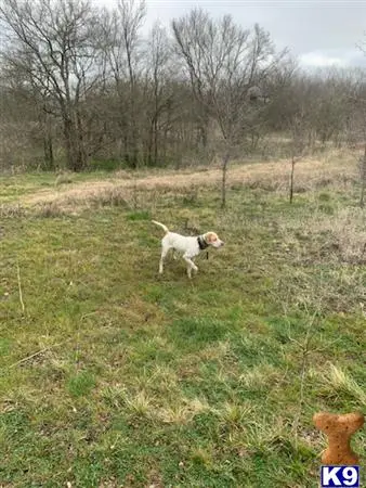 Pointer stud dog