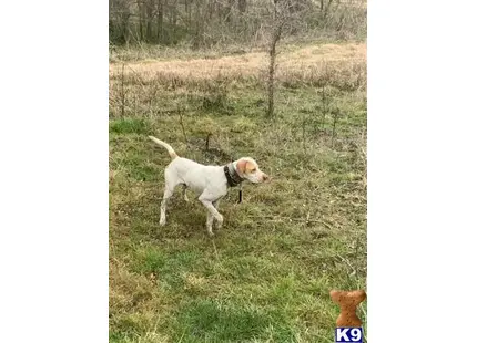 a pointer dog standing in a field