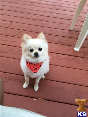 pomeranian stud fee pomeranian stud prince colbert 5 years pomeranian stud fee pomeranian stud prince colbert 5 years